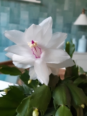 Schlumbergera