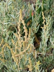 Atriplex
