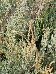 Atriplex