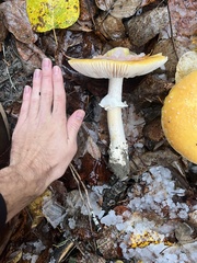 Amanita