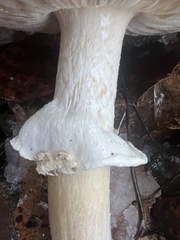 Amanita
