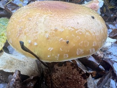 Amanita