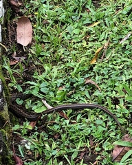Mesotes strigatus