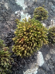 Orthotrichaceae