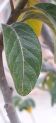 Psidium guineense