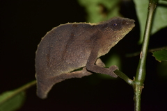 Rhampholeon platyceps