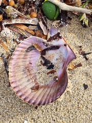 Mimachlamys asperrima