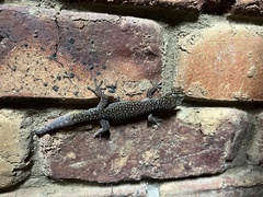 Oedura tryoni
