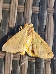Ophiusa tirhaca