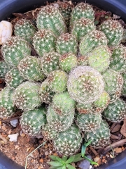 Lobivia silvestrii