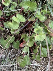 Sidalcea sparsifolia
