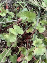 Sidalcea sparsifolia