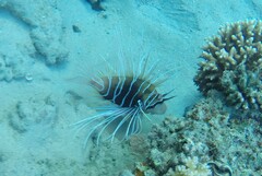Pterois cincta