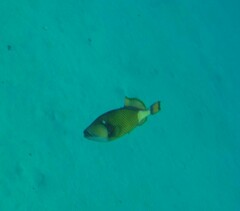 Balistoides viridescens