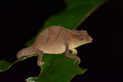 Rhampholeon platyceps