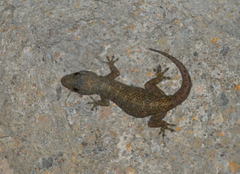 Hemidactylus