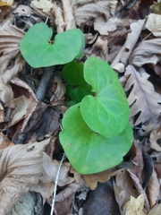 Asarum caucasicum