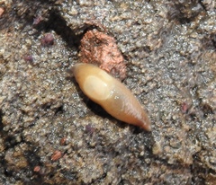 Krynickillus melanocephalus