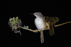 Prinia subflava