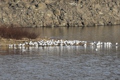 Leucophaeus atricilla