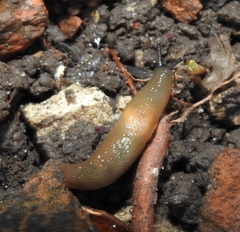 Krynickillus melanocephalus