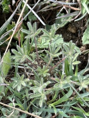 Lupinus bicolor