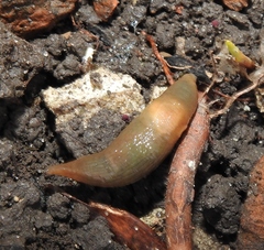 Krynickillus melanocephalus