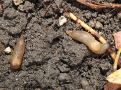 Krynickillus melanocephalus