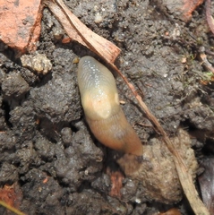 Krynickillus melanocephalus