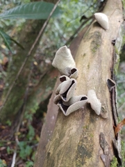 Auricularia nigricans