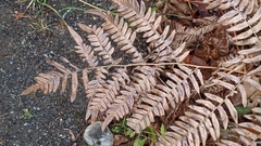 Pteridium aquilinum latiusculum