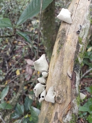Auricularia nigricans