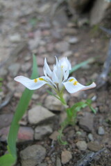 Moraea falcifolia