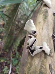 Auricularia nigricans