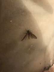 Pterygota