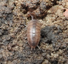 Cylisticus convexus