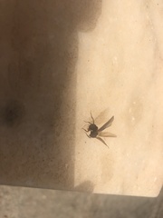 Pterygota