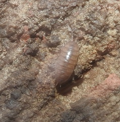 Cylisticus convexus