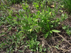 Nonea lutea