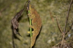 Rhampholeon platyceps