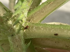 Uroleucon formosanum