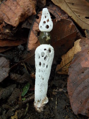 Staheliomyces cinctus