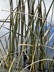 Schoenoplectus californicus