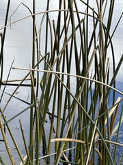 Schoenoplectus californicus