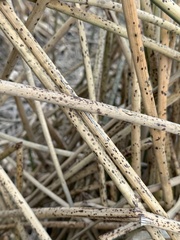 Schoenoplectus californicus