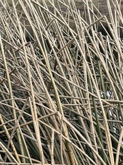 Schoenoplectus californicus