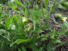 Nonea lutea