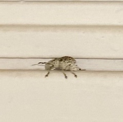 Cydianerus latruncularius