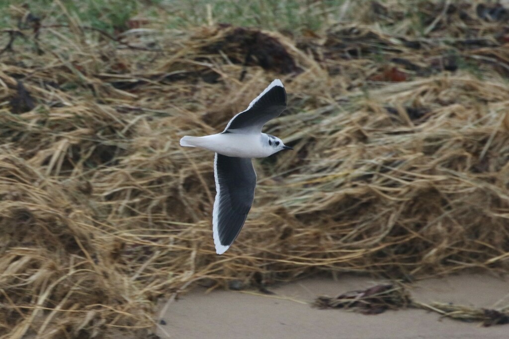 Little Gull