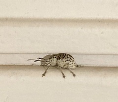 Cydianerus latruncularius